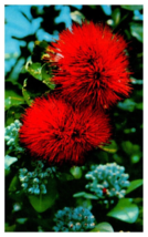 Scarlet Ohia Lehua found on indigenous trees on the Big Island Hawaii Postcard - £5.41 GBP