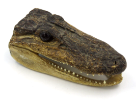 Alligator Head 5.5&quot; Genuine Taxidermy Gator - £11.76 GBP