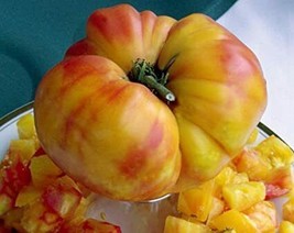 Huge Rainbow Beefsteak Tomato HEIRLOOM 30+ seeds PREMIUM strain 100% Organic - £3.60 GBP