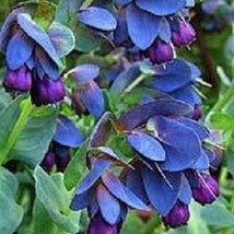 10 Blue Shrimp Plant Honeywort Cerinthe Major Flower Seeds Fast Ship Fre... - £11.73 GBP