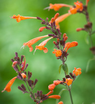 50 Seeds Navajo Sunset Orange Hyssop Perennial Flower  - £13.30 GBP