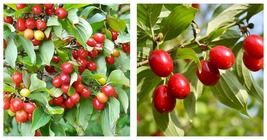 Cornelian Cherry Seeds Cornus Dogwood 30pcs Seeds - £23.53 GBP