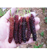 Big Long Mulberry Fruit Tree, 50 Seeds, dark red edible organic fruits - $9.62