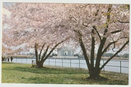 Jefferson Memorial Seen Through the Cherry Trees Vintage Postcard Unposted - £3.87 GBP