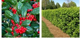 Live Plant - Dwarf Burford Holly Shrub/Hedge - 6-12&quot; Tall Seedling - 4&quot; Pot - £48.51 GBP