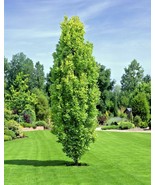 10 Columnar English Oak Acorns Quercus Robur Fastigiata Fresh Seeds - $29.61 CAD