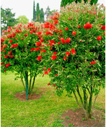 100+ Crimson Bottle Brush Red Flowering Tree Seeds (Callistemon citrinus) - £4.42 GBP