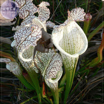 White Nepenthes Seeds 5 Seeds Pitcher Plant Garden - £11.43 GBP