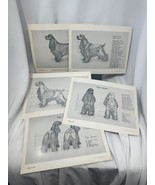 Vtg Prints, Set of 5, Anatomy of The Dog, Robert F. Way 1953 Cocker Span... - €242,78 EUR
