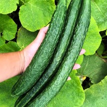 USA SELLER Japanese Climbing Cucumber Seeds Vegetable Seeds Seed Packet ... - $16.98