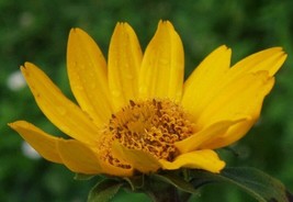 50+ HELIOPSIS FALSE SUNFLOWER SEEDS GROWS POOR SOIL EVEN HARD CLAY - $9.84