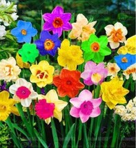 Rainbow Narcissus Flowers - $5.78