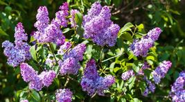 Purple Lilac 1 у.o. plant 6-12” tall, Syringa Vulgaris, Common Lilac - $53.99