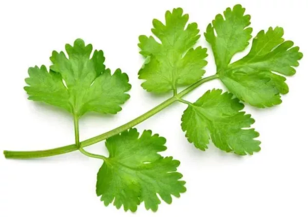 500 Cilantro Seeds To Grow Your Own Herbs Usa Seller - £13.04 GBP