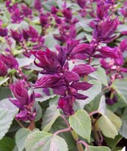 50 Salvia Seeds Vista Purple Flower Seeds Starts Nursery Fresh Garden US... - £16.02 GBP