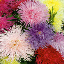 HT 130 Seeds Aster China Crego Mix Groco * Garden Seeds - $186.58 MXN