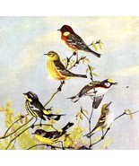 Warbler Types And Variety 1955 Plate Print Birds Of America Nature Art #... - $35.14 CAD