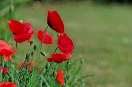 2000 Red Corn Field Poppy Flower Seeds Easy Native Wildflower Garden Container - £14.44 GBP