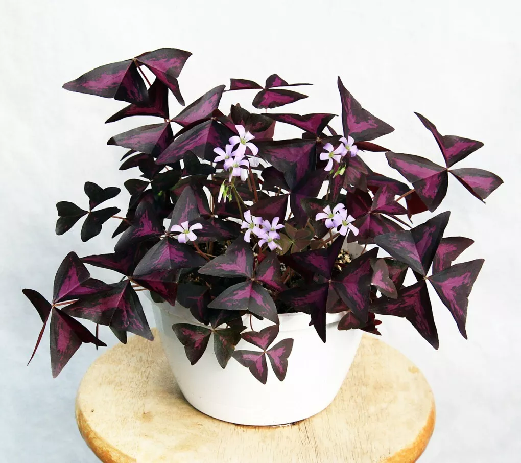 15+ Seeds Variegated Purple Shamrock  house plant-  garden- flowers - $6.94