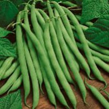 USA Seller Kentucky Wonder Pole Beans Seeds Fast Shipping - £12.54 GBP