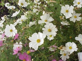 BStore 345 Seeds Purity White Cosmos Cosmos Bipinnatus Flower - £7.51 GBP