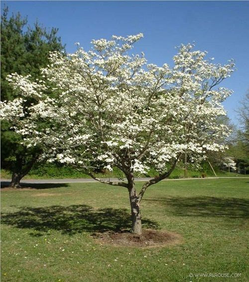 10 White Dogwood Tree Seeds-1193