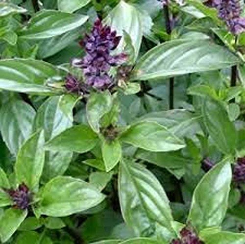 Basil, Cinnamon, Non GMO, 200 Seeds per Pack, has a Spicy, Fragrant Aroma and Fl - £7.08 GBP