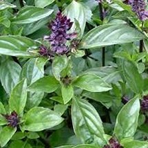 Basil, Cinnamon, Non GMO, 200 Seeds per Pack, has a Spicy, Fragrant Aroma and Fl - £7.05 GBP