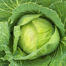 CLK Golden Acre Cabbage Seeds 500+ Vegetable Garden US NON-GMO - $3.07