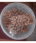 Lot of 15 medium to large natural Pine Cones 3&quot; - 5&quot; 1 smaller - £29.98 GBP