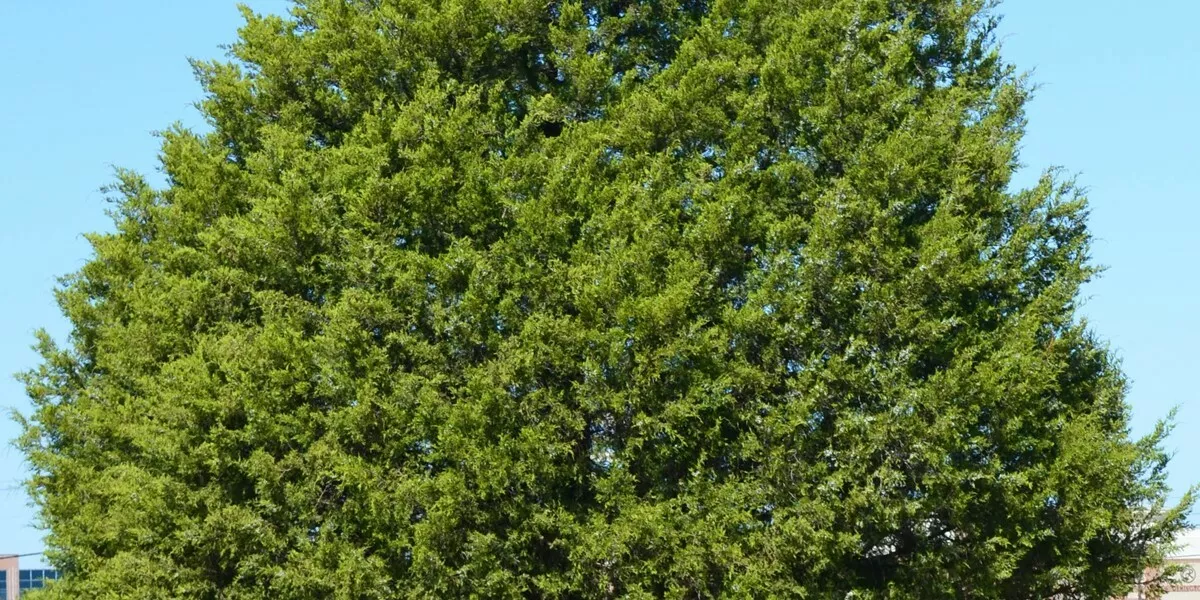 EASTERN RED CEDAR Juniperus virginiana TREE PLANT 12-18 INCH TREE - $31.91