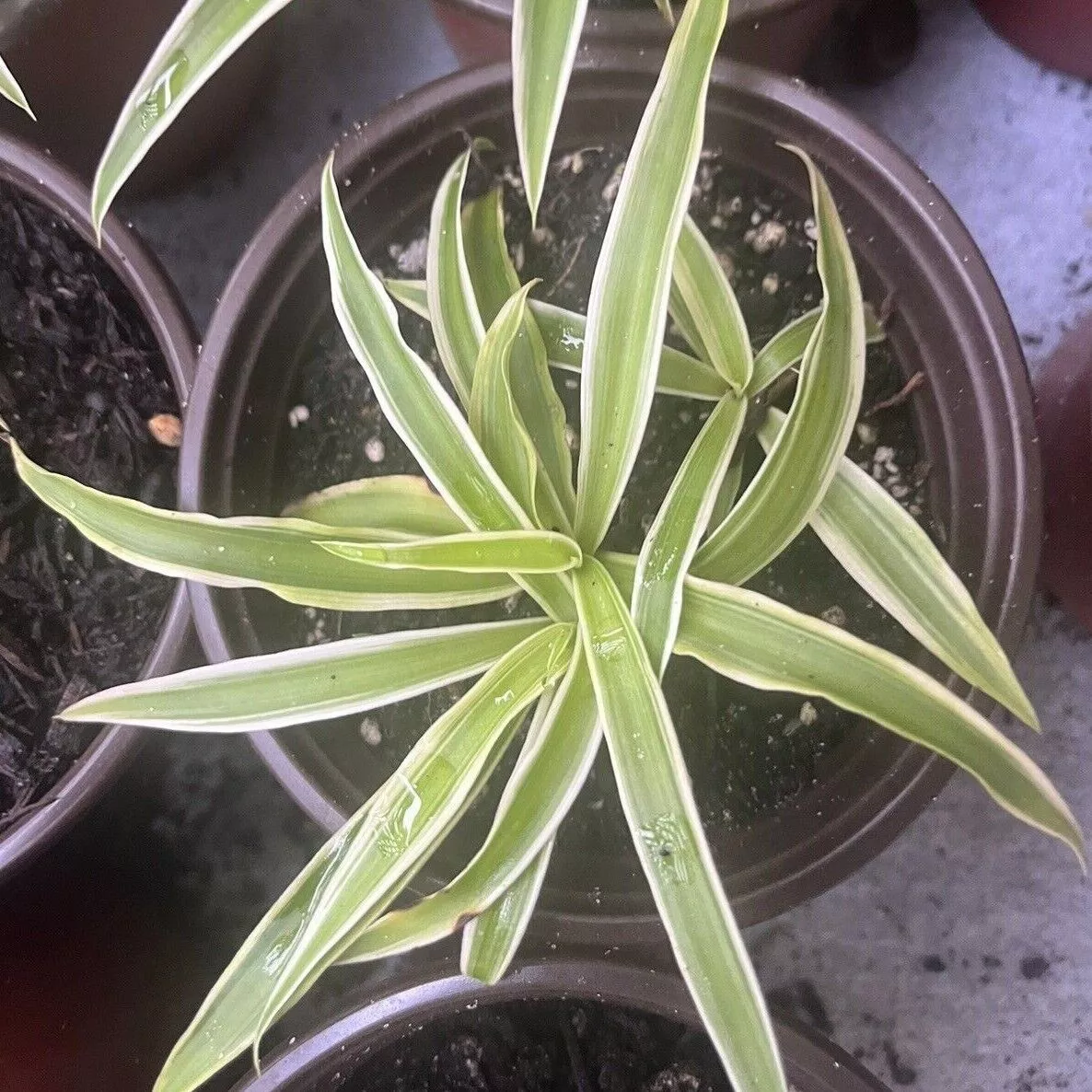 Live Plant (Chlorophytum Comosum) 1x Varigated Spider Plant In 4 In Pot - $28.99