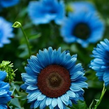 Grow In US 50pcs Midnight Oil Blue Sunflower Seeds Rare Bonsai Black Hybrid for  - £11.98 GBP