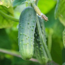 USA Store 19 Boston Pickling Cucumber Seeds Heirloom Fast Ship - £6.90 GBP