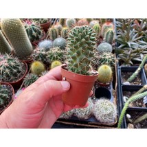Cactus Toluca or Mammillaria polythele 3&quot; Pot Live Plant - £5.49 GBP