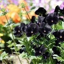 50 Pcs Viola Pansy Clear Chrystals Black Item image 2