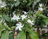 Tabernaemontana Divaricata Crepe Jasmine Pinwheel Flower 50+ Pure Seeds - £4.68 GBP