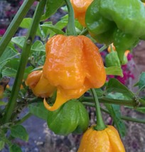Hot pepper 7 pot Primo Orange 10+   chili pepper seeds,world&#39;s hottest p... - £2.15 GBP
