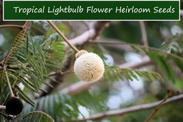 Tropical Seeds -Light Bulb Flower Tree -10 Seeds -Tropical Garden seed - contain - £3.18 GBP