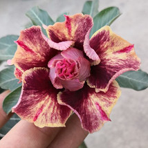 Hot New BELLFARM 5 SEEDS Desert Rose Seeds Golden Blood Red Double Petals with R - $5.49