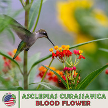 Grow In US 200 Blood Flower Milkweed Seeds Monarch Butterfly Attractor - £8.95 GBP