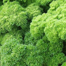 Triple Moss Curled Parsley Seeds Curly Leaf Parsley Herb Garnish Thyme B... - $9.90