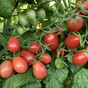 50 Seeds Grape Rosalita Tomato Vegetable Tomatoe Edible 72 Day Harvest F... - £7.36 GBP