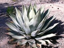  Artichoke Agave Parry&#39;S Huachuca Parryi Huachucensis Succulent Cactus 5 Seeds U - £7.47 GBP