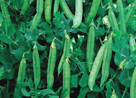 G_S Maestro Pea Seeds - $8.13