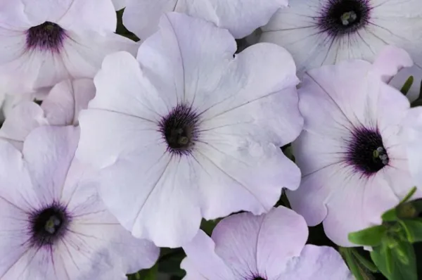 Bin#1R8D3 Easy Wave Silver 25 Pelleted Seeds Pelleted Petunia Seeds Fresh Seeds - $41.50