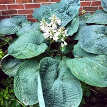 SEED- from Hosta sieboldiana &#39;Elegans&#39; -Unique Large Leaf Shade Loving P... - $4.81+