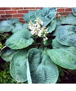 SEED- from Hosta sieboldiana &#39;Elegans&#39; -Unique Large Leaf Shade Loving P... - €3,99 EUR+