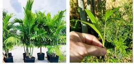 4-7&quot; Tall - 6 Alexander (Solitaire) Palm Trees - Six Live Seedlings - Ba... - $88.99