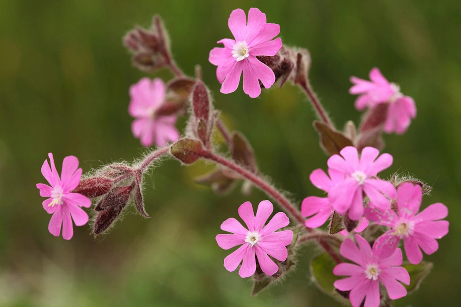 100 + English Maiden / Silene dioica seeds, organically grown -  - $3.62